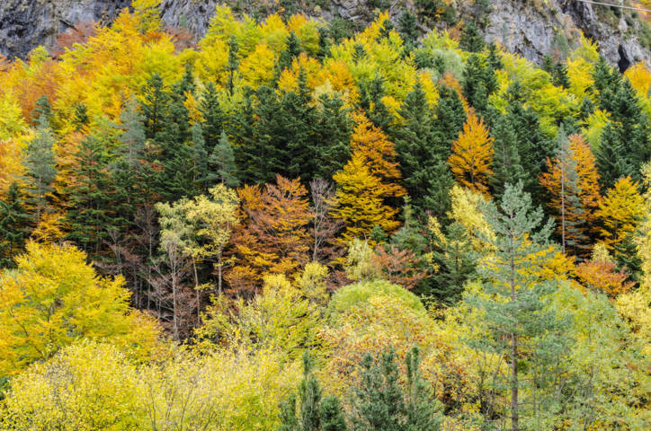 Huesca - valle de Bujaruelo 46.jpg